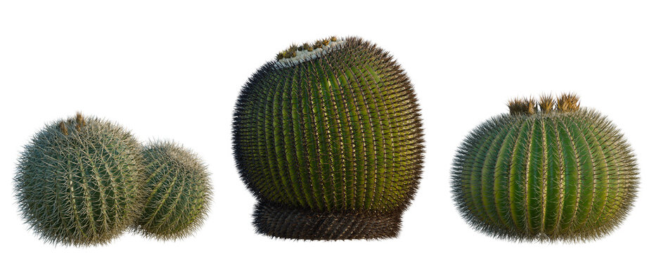 Bomarea multiflora tree, elevation, front view, cutout, transparent background, isolate, Detailed Close-up of a Spiky Pine Cone with Textured Surface and Natural Elements
