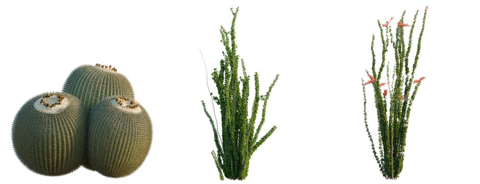 Campsis radicans tree, elevation, front view, cutout, transparent background, isolate, Detailed close-up of a spiky cactus plant, showcasing its texture and natural beauty in a studio setting.