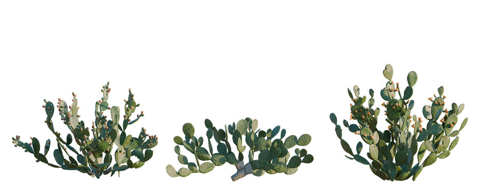 Cobaea scandens tree, elevation, front view, cutout, transparent background, isolate, Close-up of a vibrant prickly pear cactus with detailed thorns and green pads