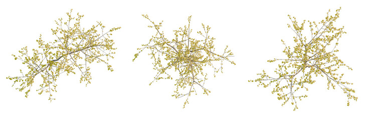 Fototapeta premium Chimonanthus praecox tree plan, top view, cutout, transparent background, isolate, Detailed macro image of a delicate tree branch with tiny leaves, botanical illustration, png