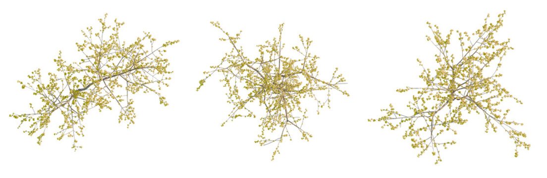 Chimonanthus praecox tree plan, top view, cutout, transparent background, isolate, Detailed macro image of a delicate tree branch with tiny leaves, botanical illustration, png