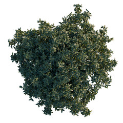 Osmanthus fragrans tree plan, top view, cutout, transparent background, isolate, Detailed Greenery Branch with Lush Foliage, Perfect for Nature and Botanical Design Elements © DH Tree Stock