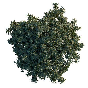Osmanthus fragrans tree plan, top view, cutout, transparent background, isolate, Detailed Greenery Branch with Lush Foliage, Perfect for Nature and Botanical Design Elements