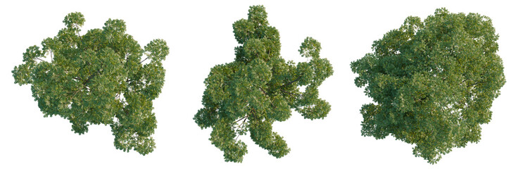 Fototapeta premium Sophora japonica tree plan, top view, cutout, transparent background, isolate, Detailed aerial view of lush green forest canopy, vibrant ecosystem, nature's beauty, aerial perspective