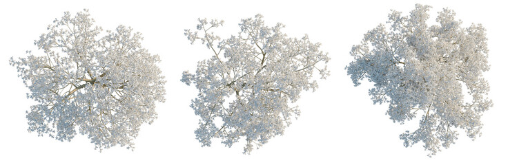 Yulania denudata tree plan, top view, cutout, transparent background, isolate, Delicate White Flower Bloom, Detailed Floral Pattern for Spring and Nature Designs
