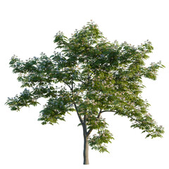 Fototapeta premium Albizia julibrissin tree, elevation, front view, cutout, transparent background, isolate, Detailed Lush Green Tree with Delicate Blossoms, Nature's Beauty, Springtime Floral Element