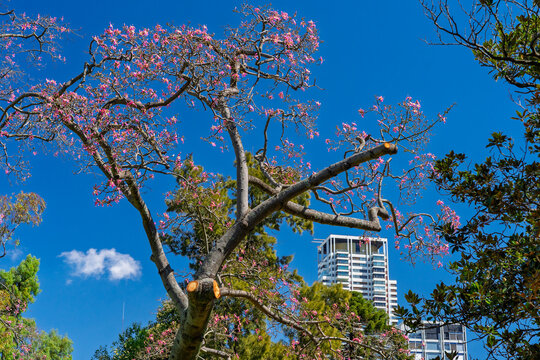 Blooming silk floss tree with pink flowers against a clear blue sky and modern city building in a park, Buenos Aires, Argentina
