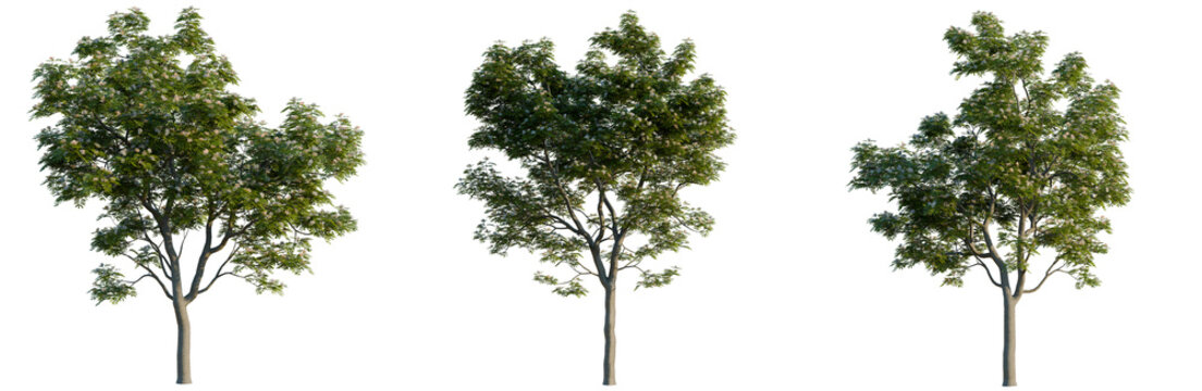 Albizia julibrissin tree, elevation, front view, cutout, transparent background, isolate, Detailed Green Maple Tree Branch with Vibrant Leaves, Realistic Rendering, Nature Element