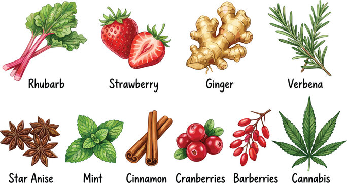 Fresh Ingredients Vector Set with Hand Drawn Illustrations of Strawberry Rhubarb Ginger Cinnamon and Cannabis Elements for Food Drink and Herbal Product Packaging Designs