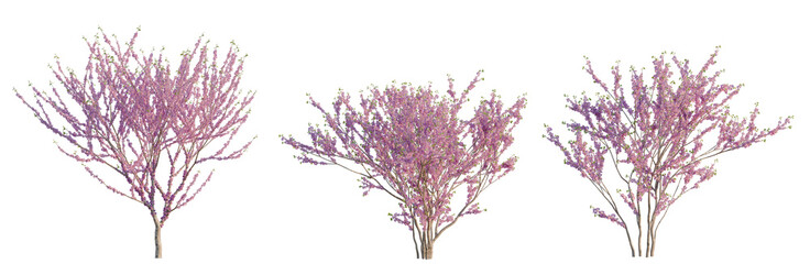 Cercis chinensis tree, elevation, front view, cutout, transparent background, isolate, Blooming Cherry Blossom Tree Branch with Delicate Pink Flowers, Spring Floral Element