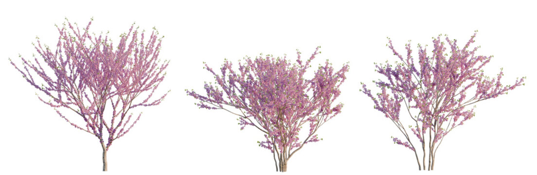 Cercis chinensis tree, elevation, front view, cutout, transparent background, isolate, Blooming Cherry Blossom Tree Branch with Delicate Pink Flowers, Spring Floral Element
