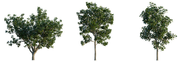 Fototapeta premium Magnolia grandiflora tree, elevation, front view, cutout, transparent background, isolate, Majestic Oak Tree with Lush Green Foliage Against a Clear Sky - Nature's Beauty