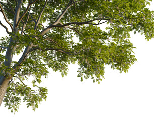 Fototapeta premium Sophora japonica tree, corner view, cutout, isolate, transparent background, Detailed close-up of lush green foliage, showcasing the vibrant textures and organic patterns of nature.
