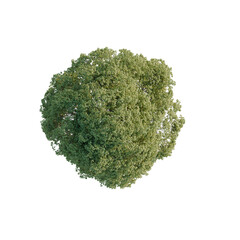 Fototapeta premium Celtis australis tree plan, top view, cutout, transparent background, isolate, Aerial View of Lush Green Forest Canopy - Detailed Nature Scene for Design