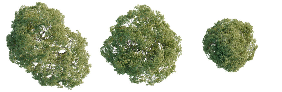 Celtis australis tree plan, top view, cutout, transparent background, isolate, Aerial View of Lush Green Forest Canopy, Detailed Texture and Vibrant Colors, Nature