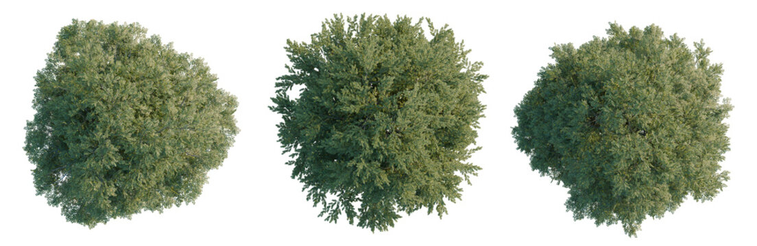 Fagus sylvatica tree plan, top view, cutout, transparent background, isolate, Aerial View of Lush Green Forest Canopy with Vibrant Vegetation and Dense Tree Coverage