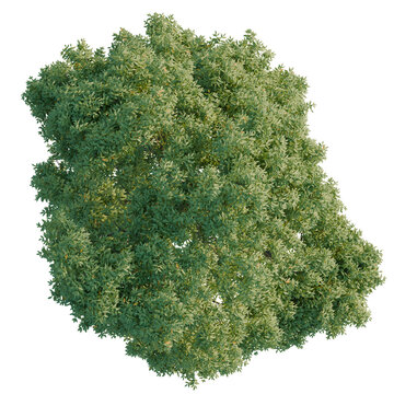 Fraxinus excelsior tree plan, top view, cutout, transparent background, isolate, Detailed green foliage of a lush tree, perfect for nature or botanical themed designs.