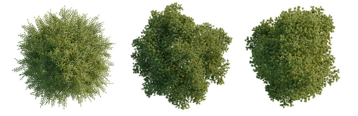 Obraz premium Tilia platyphyllos tree plan, top view, cutout, transparent background, isolate, Detailed Green Pine Tree with Lush Needles, Nature Background, Forest Photography