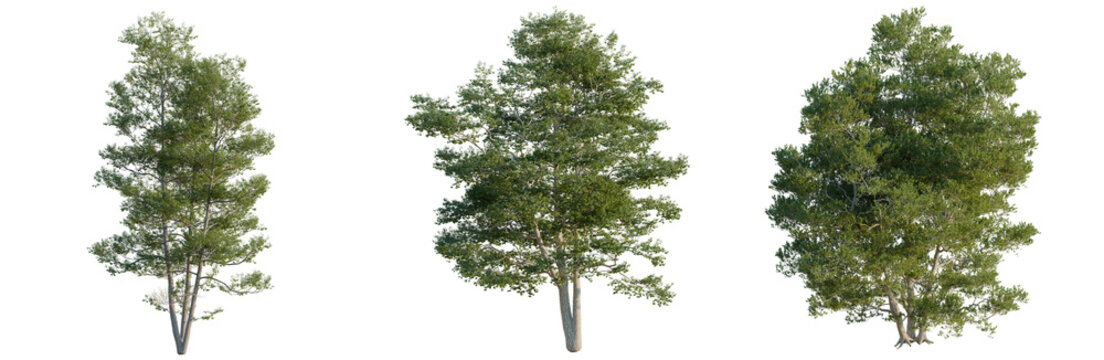 Alnus glutinosa tree, elevation, front view, cutout, transparent background, isolate, Detailed close-up of a lush green maple tree with vibrant foliage and intricate leaf patterns.