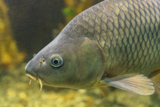 Detailed close-up shot of a common carp fish head showing textured scales and barbels in an aquarium. Freshwater wildlife photography