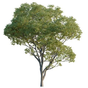 Celtis australis tree, elevation, front view, cutout, transparent background, isolate, Detailed close-up of a lush green tree with intricate leaf detail, perfect for nature themes.