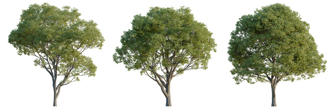 Celtis australis tree, elevation, front view, cutout, transparent background, isolate, Detailed Branch of a Lush Green Oak Tree, Showing Leaf Texture and Natural Growth Patterns