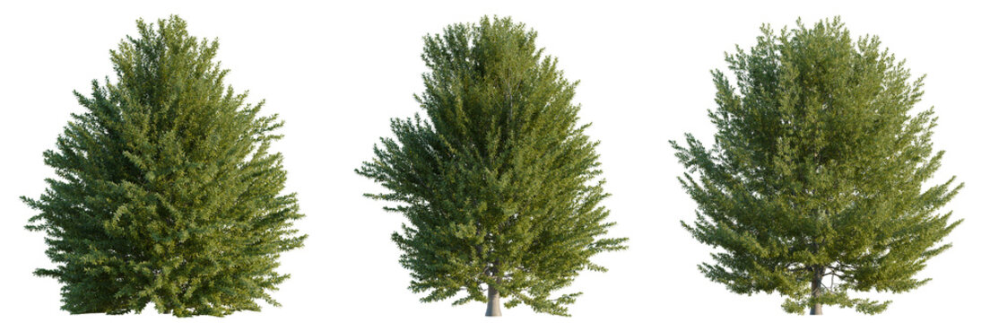 Fagus sylvatica tree, elevation, front view, cutout, transparent background, isolate, Detailed aerial view of a lush green pine tree with vibrant foliage and intricate branch structure.