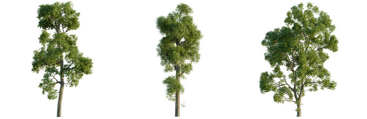Fototapeta premium Fraxinus excelsior tree, elevation, front view, cutout, transparent background, isolate, Majestic Oak Tree with Lush Green Foliage, Detailed Branch Structure, Natural Beauty