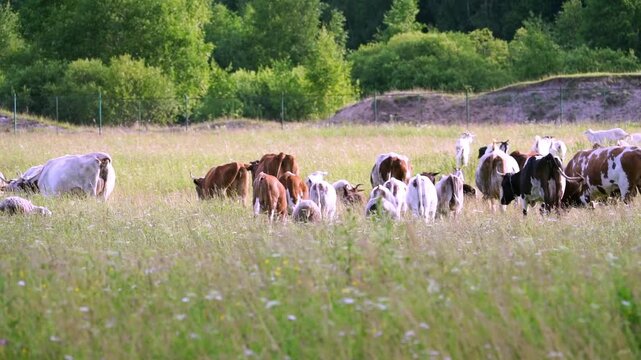 Pasture filled with grazing goats. Green trees border the field. Sunlit grass sways gently. Goats move slowly, grazing. Natural rural scene. Ideal for calm countryside imagery