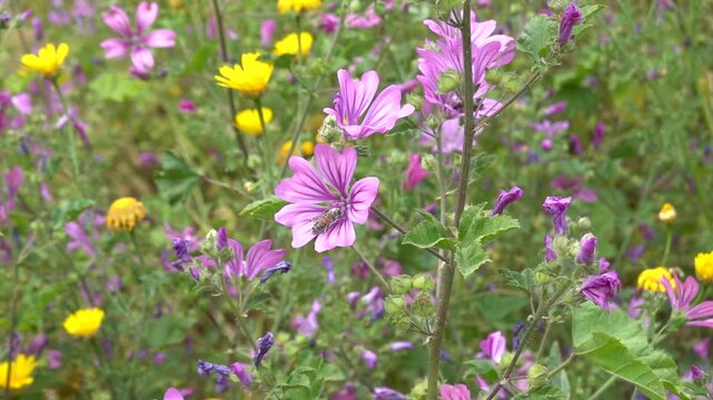 Exhausted bee covered in pollen falling from mallow flower purple petals. Too much nectar slow motion.