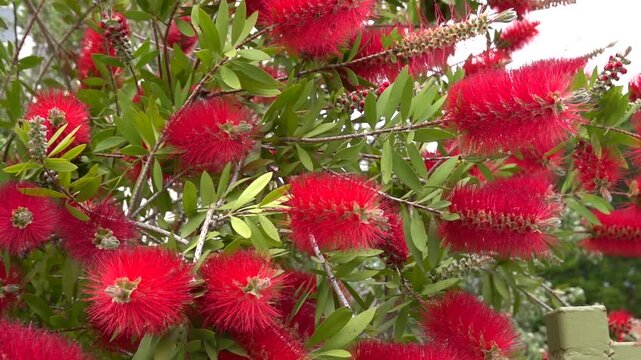 Bees on red bottlebrush callistemon plant branches with flowers in bloom. Slow motion.