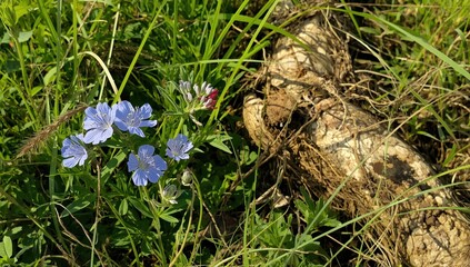 Obraz premium Chicory root and flowers, a wild herb.