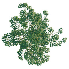 Fototapeta premium Cercis chinensis tree plan, top view, cutout, transparent background, isolate, Detailed Green Tree Branch with Leaves, Close-Up of Natural Foliage, PNG Image