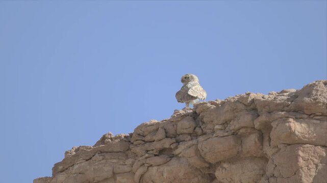 Close up video of a little owl perches atop weathered stone wall and looking around with full allert. Sky behind is clear and pale blue. Silent watchful gaze meets distant horizon. Ideal for nature
