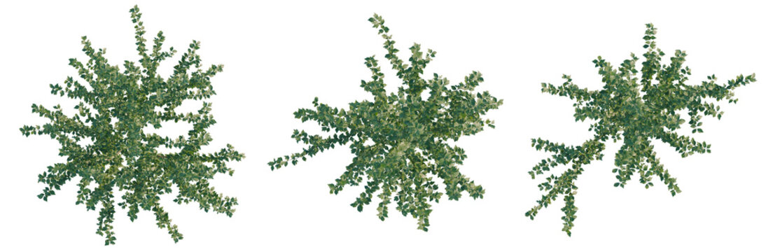 Hibiscus syriacus tree plan, top view, cutout, transparent background, isolate, Lush green tree branch with vibrant leaves, perfect for spring and nature-themed designs.