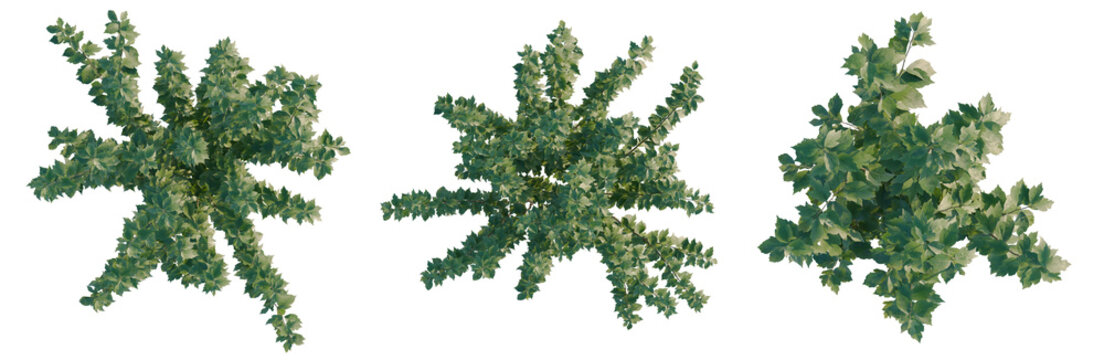 Hibiscus syriacus tree plan, top view, cutout, transparent background, isolate, Detailed Close-Up of Lush Green Tree Branches with Vibrant Foliage, Natural Beauty