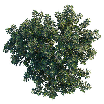 Myrica rubra tree plan, top view, cutout, transparent background, isolate, Detailed aerial view of a majestic baobab tree with intricate root structure, png