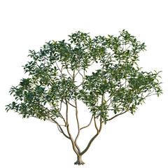 Obraz premium Citrus maxima tree, elevation, front view, cutout, transparent background, isolate, Detailed close-up of a vibrant green tree branch with intricate leaf details, isolated on a clean background.