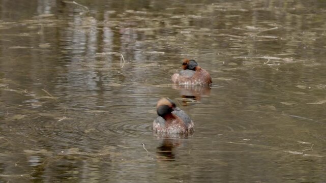 Slavonian Grebes (Podiceps auritus), also known as a Horned Grebe in North America, shown in its vibrant breeding plumage in spring, Porla, Lohja, Finland, Europe.