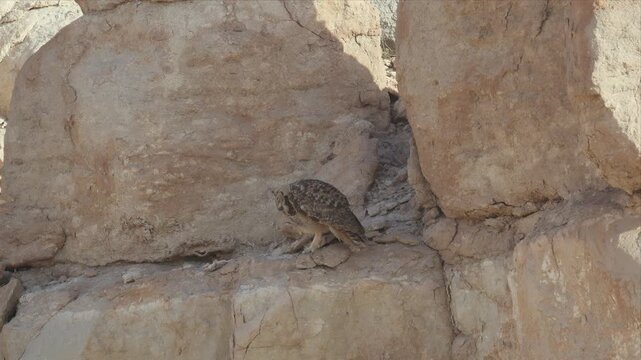 Close up video of a Pharaoh eagle-owl sitting on an ancient stone on the desert. Small bird perches quietly on weathered stones. Sunlight casts soft shadows across rugged surface. 