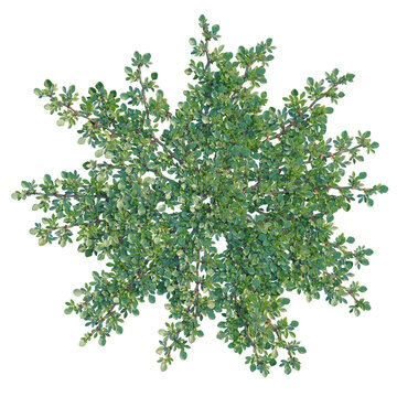 Aizoon canariense tree plan, top view, cutout, transparent background, isolate, Detailed close-up of lush green foliage, perfect for nature backgrounds and textures.