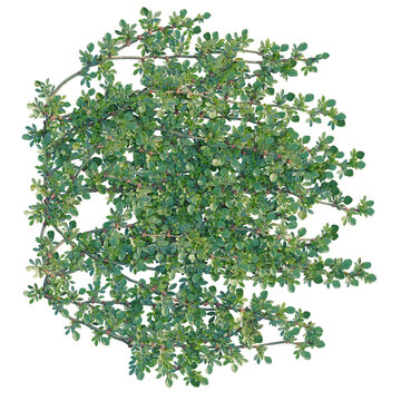 Aizoon canariense tree plan, top view, cutout, transparent background, isolate, Delicate fern plant close-up, intricate leaf texture, botanical study, natural elements.
