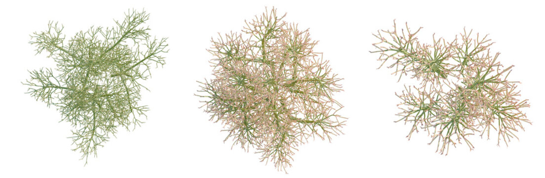 Euphorbia tirucalli tree plan, top view, cutout, transparent background, isolate, Detailed microscopic image of plant roots, highlighting cellular structure and growth patterns.