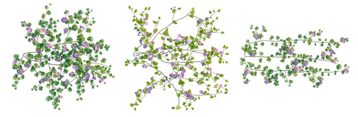 Fototapeta premium Ipomoea pes Caprae tree plan, top view, cutout, transparent background, isolate, Delicate vine with tiny leaves, detailed botanical illustration for garden and floral design elements.