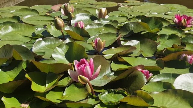 Pink nymphaea flowers and green lily pads floating on the tranquil water of a sunny garden pond