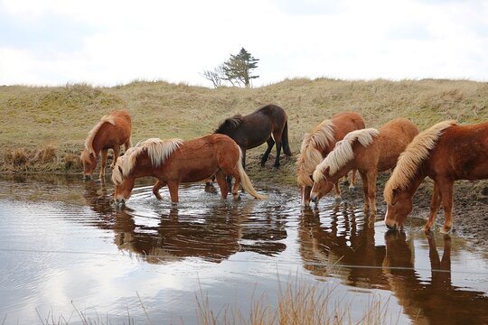 A close-up of a herd of Icelandic horses standing at a water source and drinking together