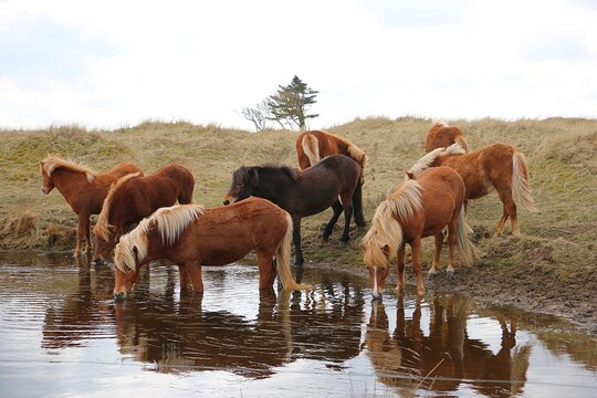 A close-up of a herd of Icelandic horses standing at a water source and drinking together