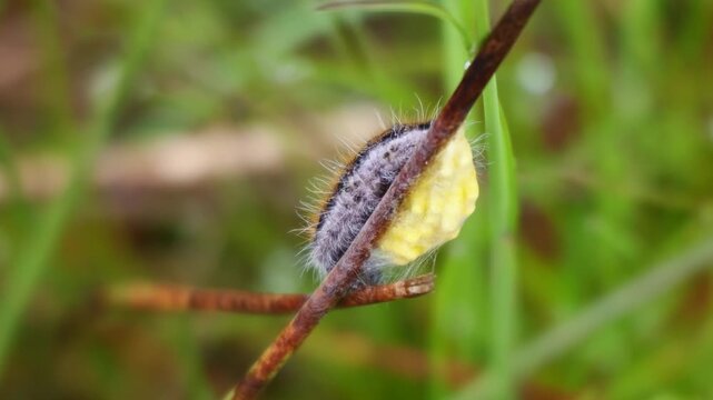 Schlupfwespen Kokon mit befallener Raupe