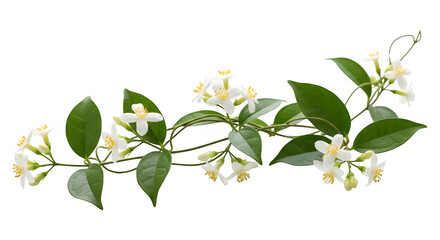 Fototapeta premium A delicate branch of white flowers and green leaves on transparent background