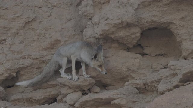 Video of an Arabian red fox running alert on rocky terrain hills. Dust-colored fur blends with arid surroundings. Ears point upward, eyes focused forward. Sunlit, natural habitat hints at wild surviva